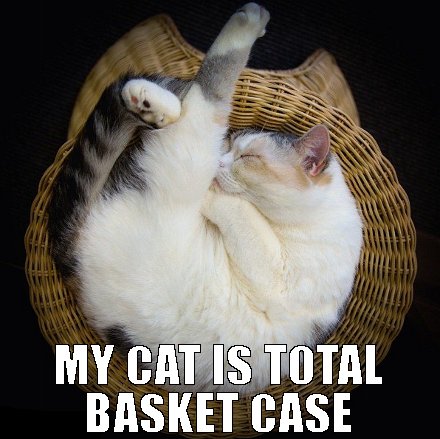 basket case real money cat meme