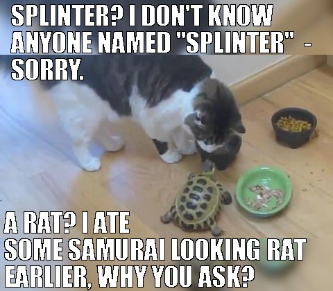 tmnt cat meme for online casino real money cat with turtle